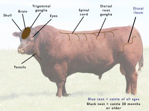 A brown and white cow

Description automatically generated
